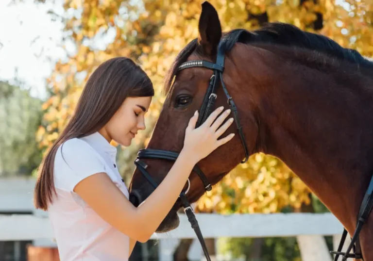 Bien-être du cheval