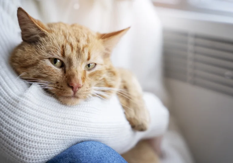Stress du chat